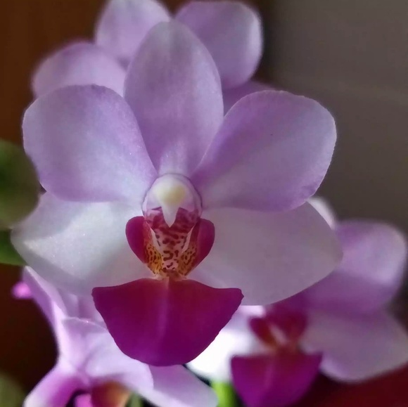 Meet your Posher, Aviva - Picture 1 of 1